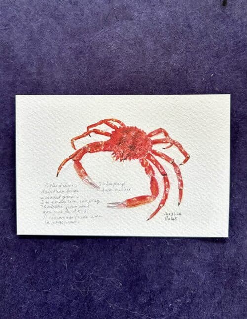 ARAIGNEE L'araignée de Saint-Malo