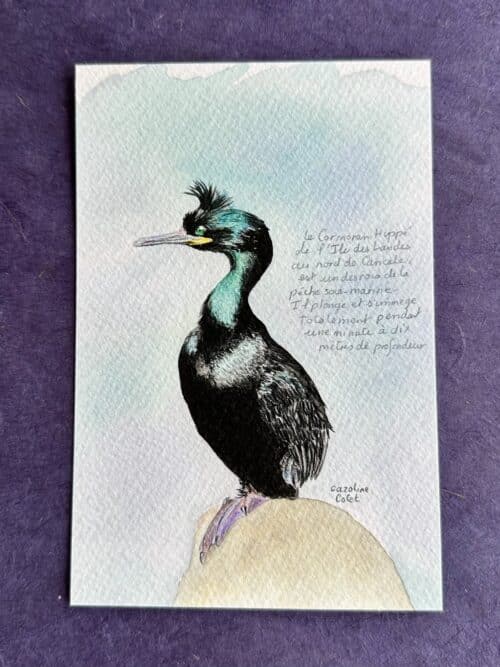 Le cormoran Huppé