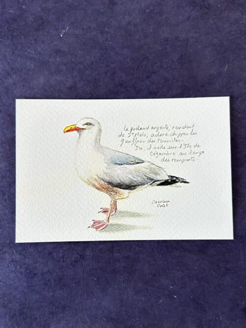 GOELANDARGENTER Le goéland de l'île de Cézembre