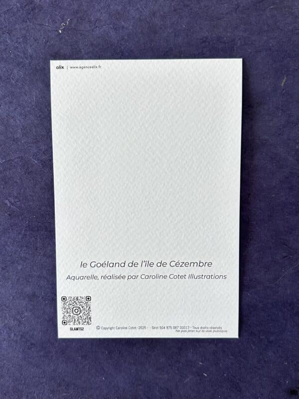 Le goéland de l'île de Cézembre