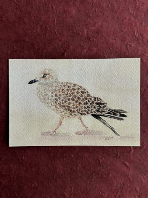 GOELANDBRUNR Le goéland Brun