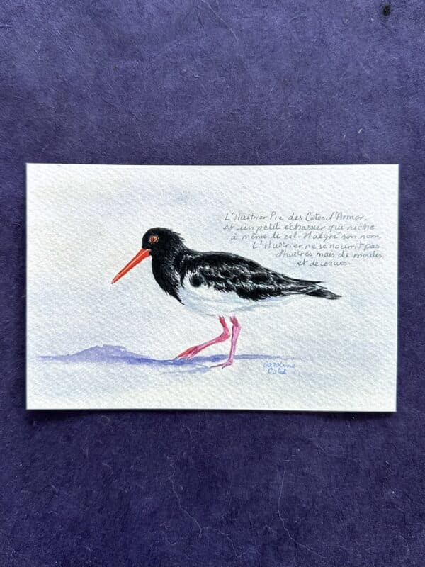 HUITRIERR L'huîtrier pie des Côtes-d'Armor