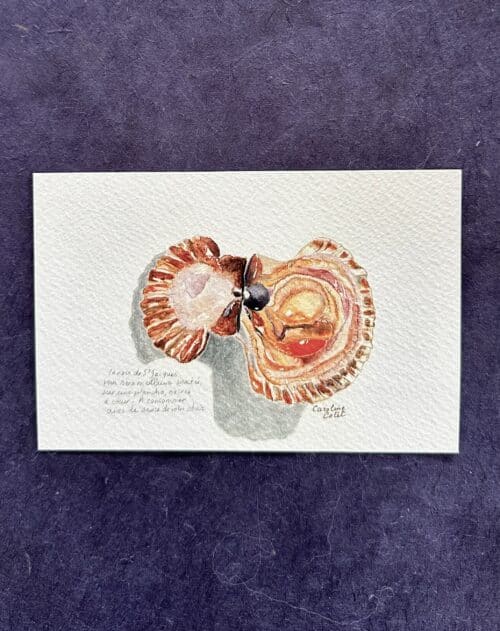 STJACQUES La noix de Saint-Jacques