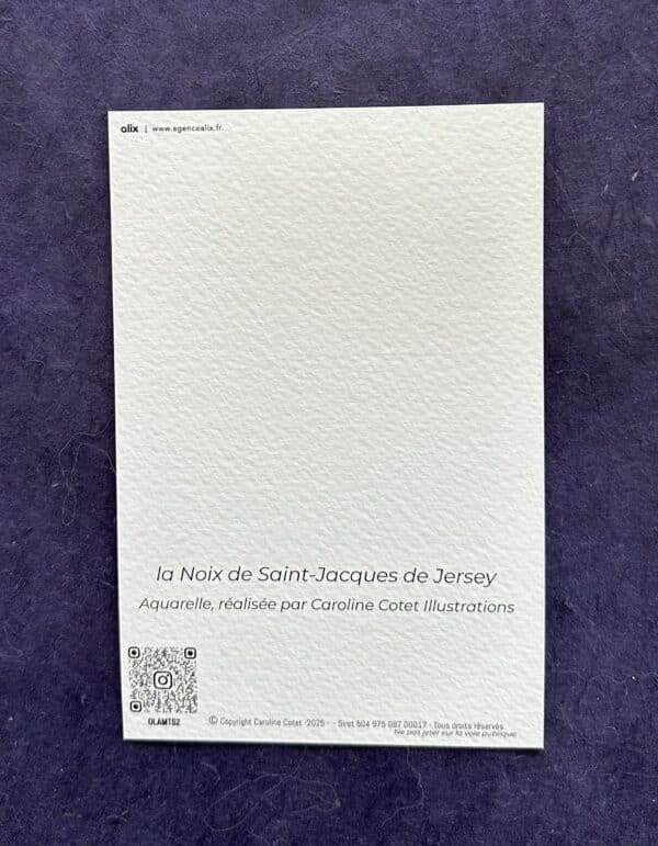 La noix de Saint-Jacques