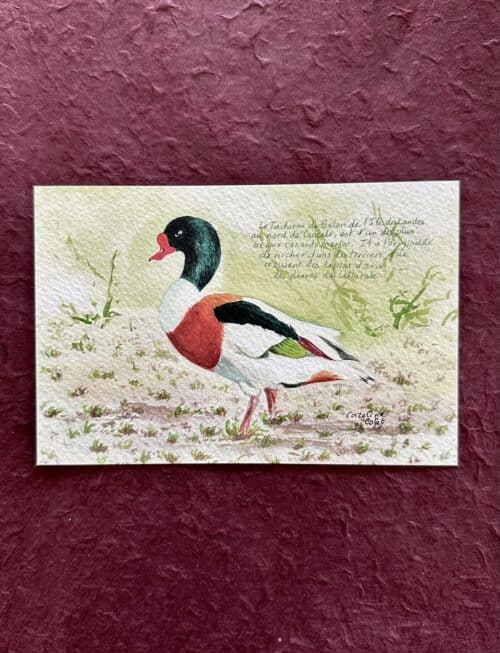 TADORNER Le tadorne de Belon