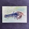 HOMARD Le homard de Chausey